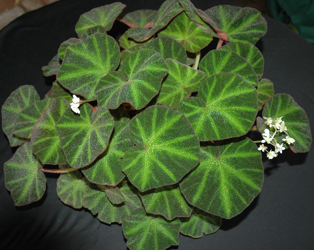 B. solimutata